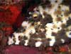 Scrawled filefish at Tulamben Drop-Off night dive, Bali