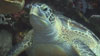 Turtle at Bunaken Island