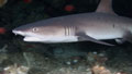 Whitetip reef shark at Bunaken Island