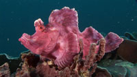 Rhinopias eschmeyeri from Mucky Secrets Lembeh Strait marine life DVD