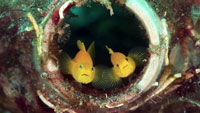 Yellow pygmygobies from Mucky Secrets Lembeh Strait marine life DVD