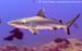 Grey reef shark at Burma Banks