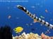 Sea snake at East of Eden, Similan Islands
