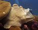 giant anglerfish at Richelieu Rock