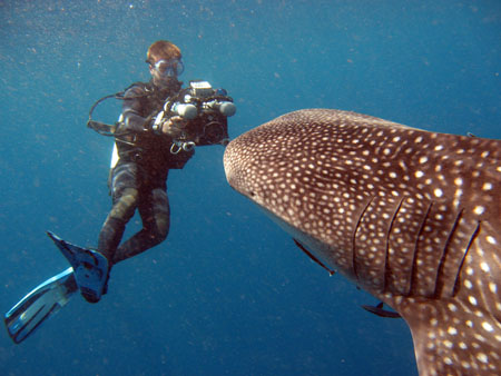 Nick Hope with whale shark