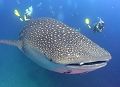 Whaleshark from Reef Life of the Andaman DVD