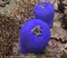 Magnificent Anemones (Heteractis magnifica) at Anemone Reef