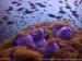 Magnificent anemones (Heteractis magnifica) at Anemone Reef