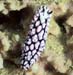 Phyllidiella pustulosa wart sea slug at Anemone Reef