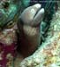 White-eyed morays (Siderea thyrsoidea) at Anemone Reef