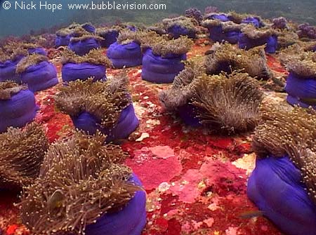 magnificent anemones (Heteractis magnifica) in Burma (Myanmar)
