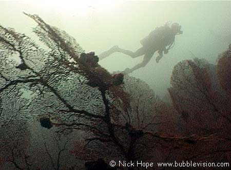 giant gorgonian sea fans (Annella mollis)