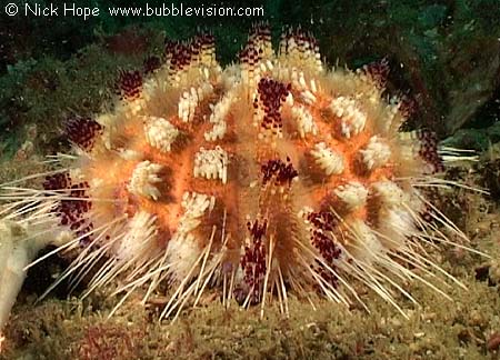 fire urchin (Asthenosoma varium)