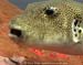Giant pufferfish (Arothron stellatus) in Burma