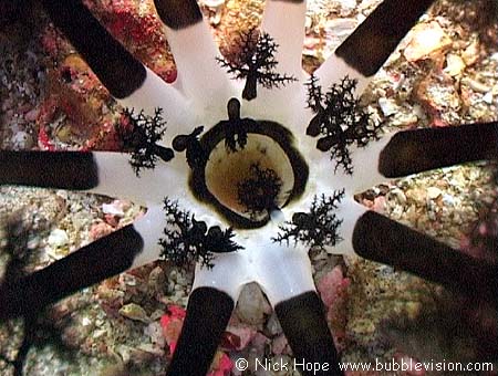 burrowing sea cucumber (Neothyonidium magnum)