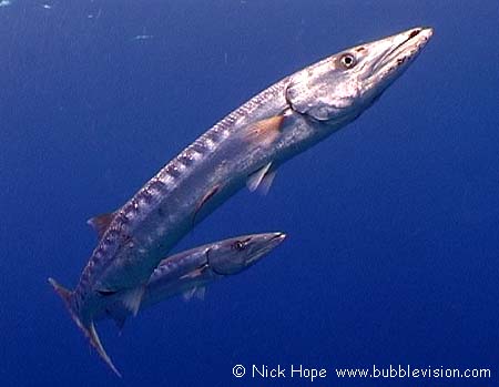 great barracuda (Sphyraena barracuda)