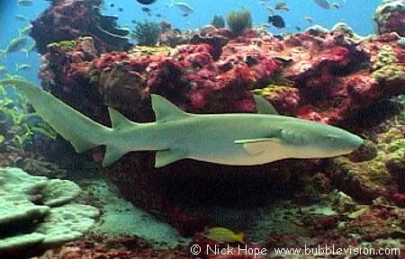 Tawny nurse shark (Nebrius ferrugineus)