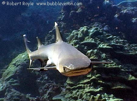 whitetip reef shark (Triaenodon obesus)