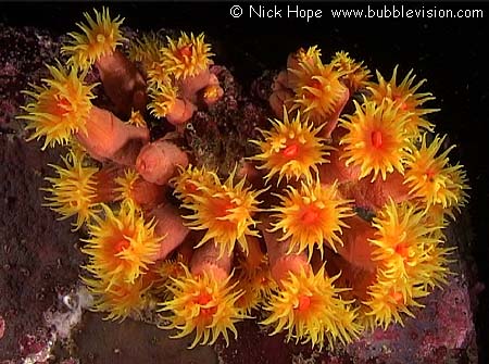 orange cup coral (Tubastrea coccinea)