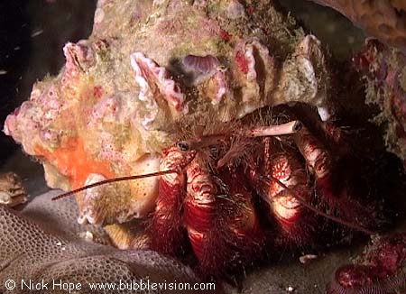 hermit crab Aniculus aniculus