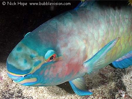 male ember parrotfish (Scarus rubroviolaceus)