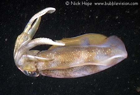 bigfin reef squid (Sepioteuthis lessoniana) at night