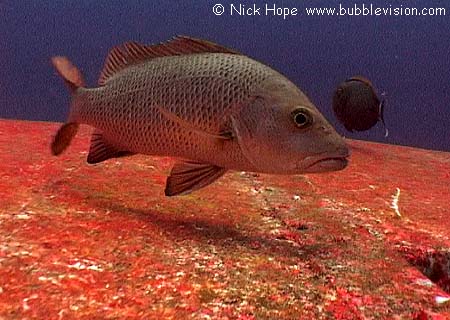 mangrove red snapper (Lutjanus argentimaculatus)