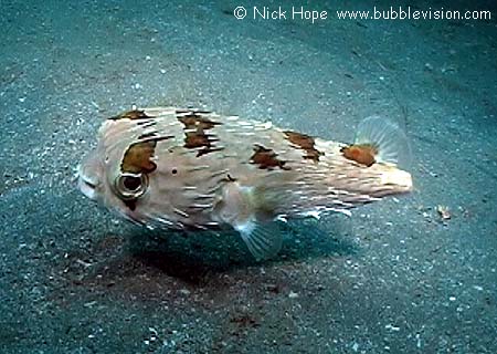 long-spine porcupinefish (Diodon holocanthus)