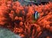 Bulb tip anemone (Entacmaea quadricolor) with Clark's anemonefish (Amphiprion clarkii) at Koh Bon