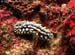 Phyllidia varicosa wart sea slug at Koh Bon