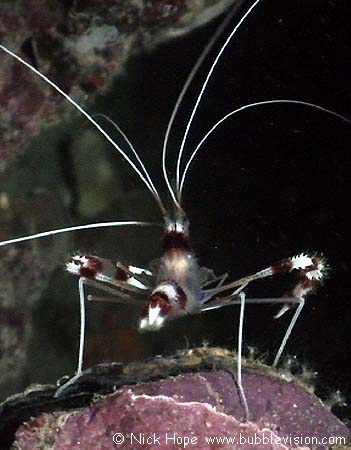 Banded boxer shrimp (Stenopus hispidus)