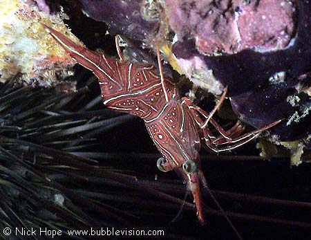 Durban dancing shrimp (Rhynchocinetes durbanensis) or hinge-beak shrimp