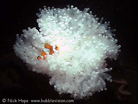 Clownfish (Amphiprion ocellaris) in bleached Heteractis anemone