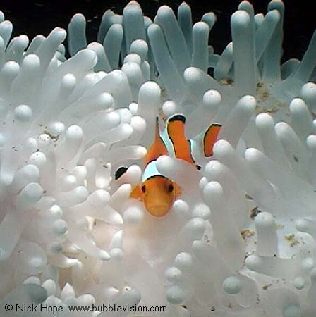 western clownfish (amphiprion ocellaris)