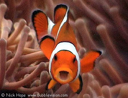clownfish (Amphiprion ocellaris)