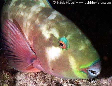 Indian Ocean steephead parrotfish (Chlorurus strongylocephalus)