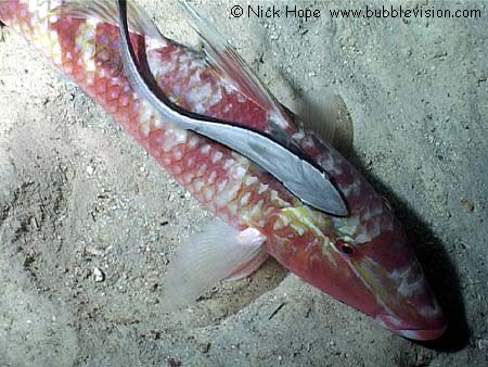 dash-and-dot goatfish (Parupeneus barberinus) and sharksucker (Echeneis naucrates)