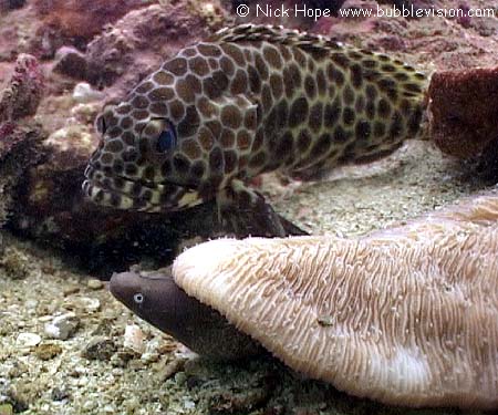 longfin grouper (Epinephelus quoyanus) and greyface moray (Gymnothorax thyrsoideus)