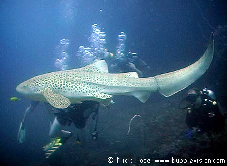 leopard shark (Stegostoma fasciatum)
