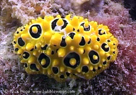 Phyllidia ocellata sea slug