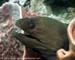 Giant moray (Gymnothorax javanicus) at Phi Phi Island