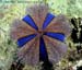 Blue tuxedo sea urchin Mespilia globulus at Phi Phi Island