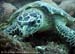 Pacific hawksbill turtle (Eretmochelys imbricata bissa) at Bida Nok