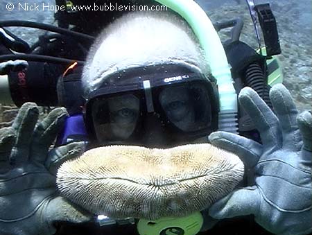 scuba diver holding hard coral