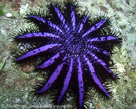 Crown-of-thorns starfish (Acanthaster planci)