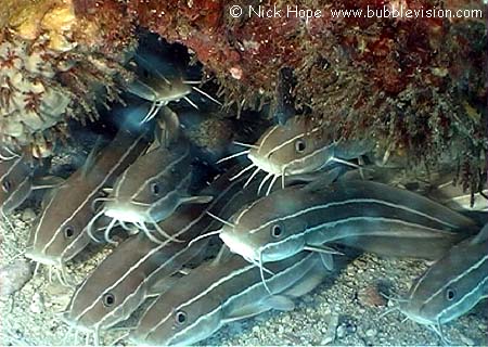 striped eel catfish (Plotosus lineatus)