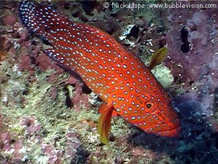 Coral grouper (Plectropomus pessuliferus)