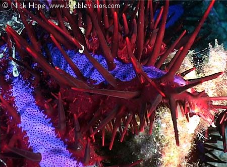 crown-of-thorns starfish (Acanthaster planci)