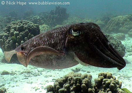 pharaoh cuttlefish (Sepia pharaonis)