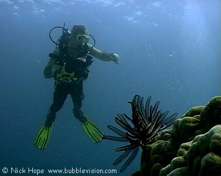 crinoid (feather star) and diver